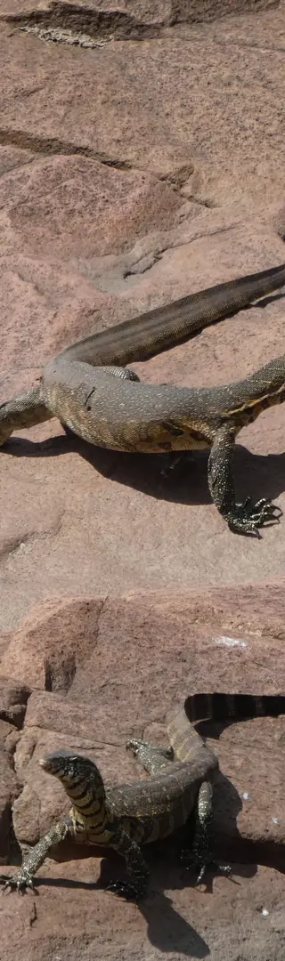 Sonnenbadende Warane